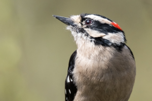 Researchers find that drumming in woodpeckers is neurologically similar to singing in songbirds. Credit: Attribution withheld at license-holder's request (CC-BY 4.0, https://creativecommons.org/licenses/by/4.0/)