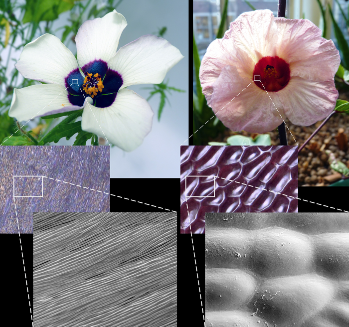 Image of flowers and microscopic view of surface showing what pollinators see. There is a clear visible difference between striated and smooth petal surfaces when the petals are viewed under microscopes: hibiscus trionum (left) has microscopic ridges on its petal surface that act as diffraction gratings to reflect light, while hibiscus sabdariffa (right) has a smooth surface. Credit: Edwige Moyroud