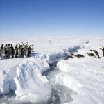 Emperor penguins facing each other across a gap in the ice. Credit: Christopher Michel, CC BY 2.0