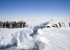 Emperor penguins facing each other across a gap in the ice. Credit: Christopher Michel, CC BY 2.0