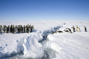 Emperor penguins facing each other across a gap in the ice. Credit: Christopher Michel, CC BY 2.0
