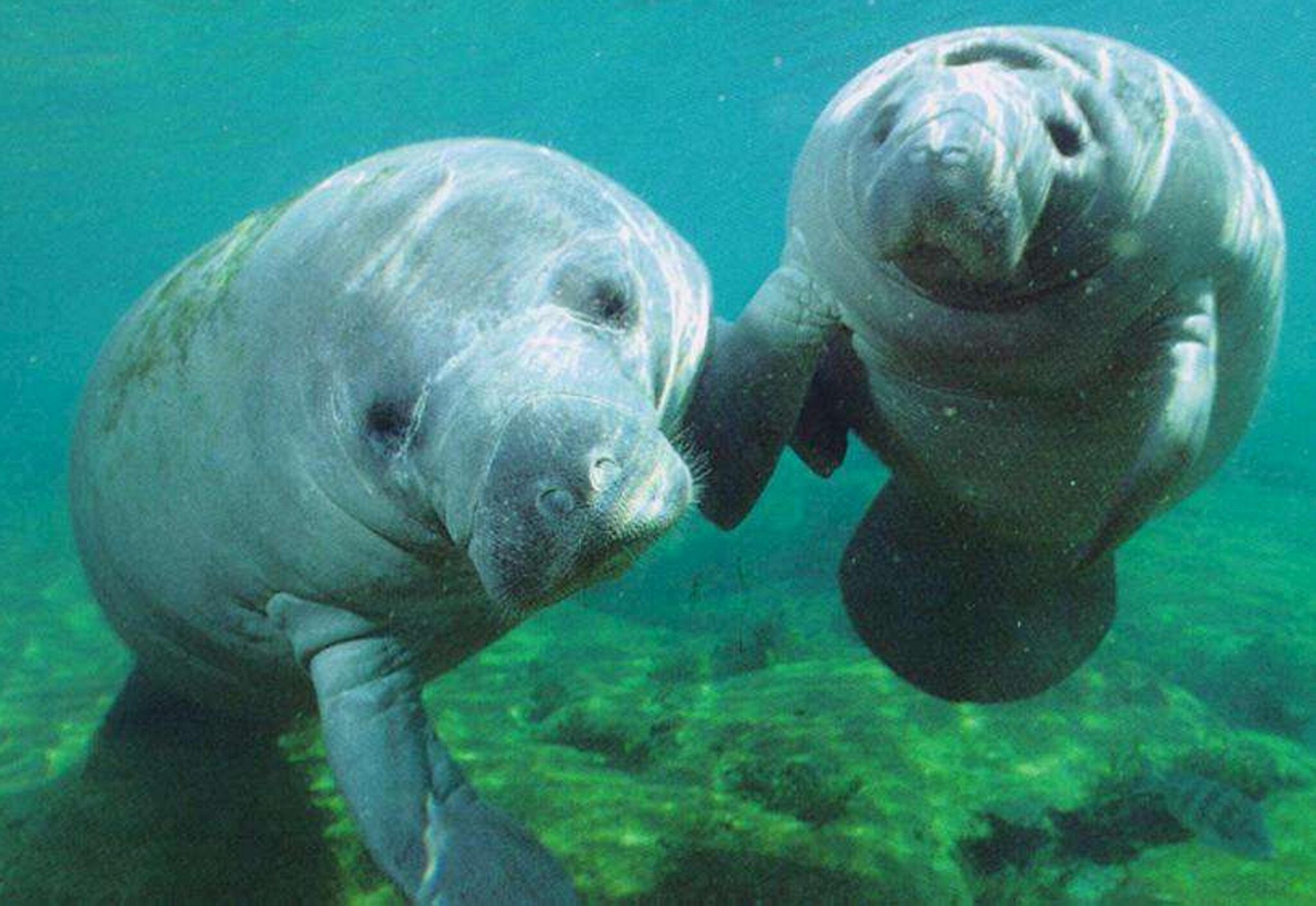 Two manatees facing camera. Credit: nrca on Flickr.