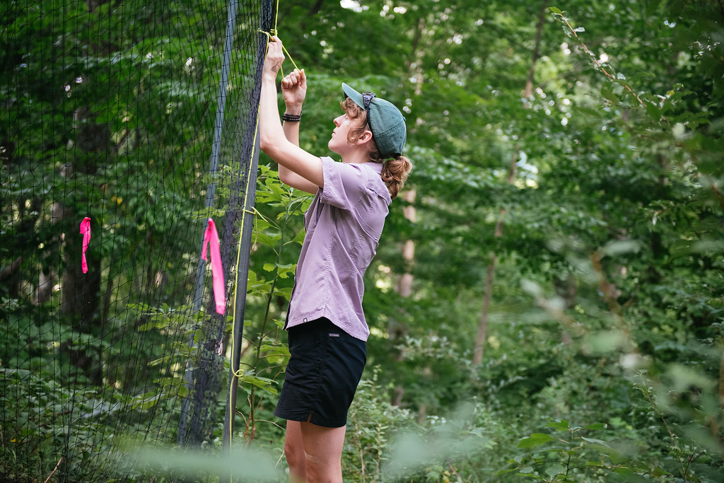 Beilke sets up bat exclosure. Photo by Joy OKeefe University of Illinois