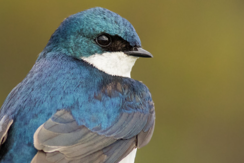 A tree swallow in closeup. Image credit: ©August Davidson-Onsgard/Macaulay Library at the Cornell Lab 