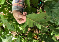 Bats Protect Plants from Insects