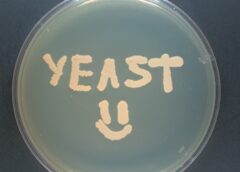 Yeast, A Poem