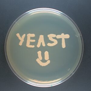 Yeast grown to spell "Yeast" with a smiley face beneath. Credit: Vaishnavi Sridhar