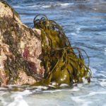Brown algae are particularly widespread on rocky shores in temperate and cold latitudes and there absorb large amounts of carbon dioxide from the air worldwide. Credit: Hagen Buck-Wiese/Max Planck Institute For Marine Microbiology