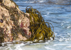 Brown algae are particularly widespread on rocky shores in temperate and cold latitudes and there absorb large amounts of carbon dioxide from the air worldwide. Credit: Hagen Buck-Wiese/Max Planck Institute For Marine Microbiology