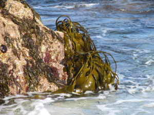 Brown algae are particularly widespread on rocky shores in temperate and cold latitudes and there absorb large amounts of carbon dioxide from the air worldwide. Credit: Hagen Buck-Wiese/Max Planck Institute For Marine Microbiology
