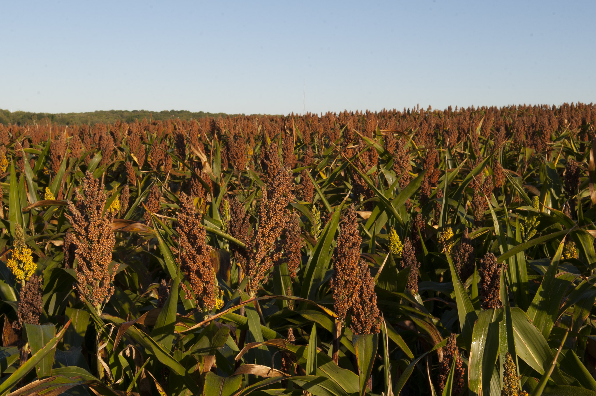A field of sorghum. Bioenergy sorghum hybrids can restore carbon levels in soil, improve soil fertility, provide biomass for biofuel production, and combat climate change. Credit: K-State Research and Extension; license CC by 2.0