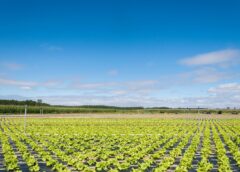 A wide shot of a farm field on a summer's day. Digital agriculture uses emerging technologies to collect crop data that can be used to enhance agricultural outcomes.