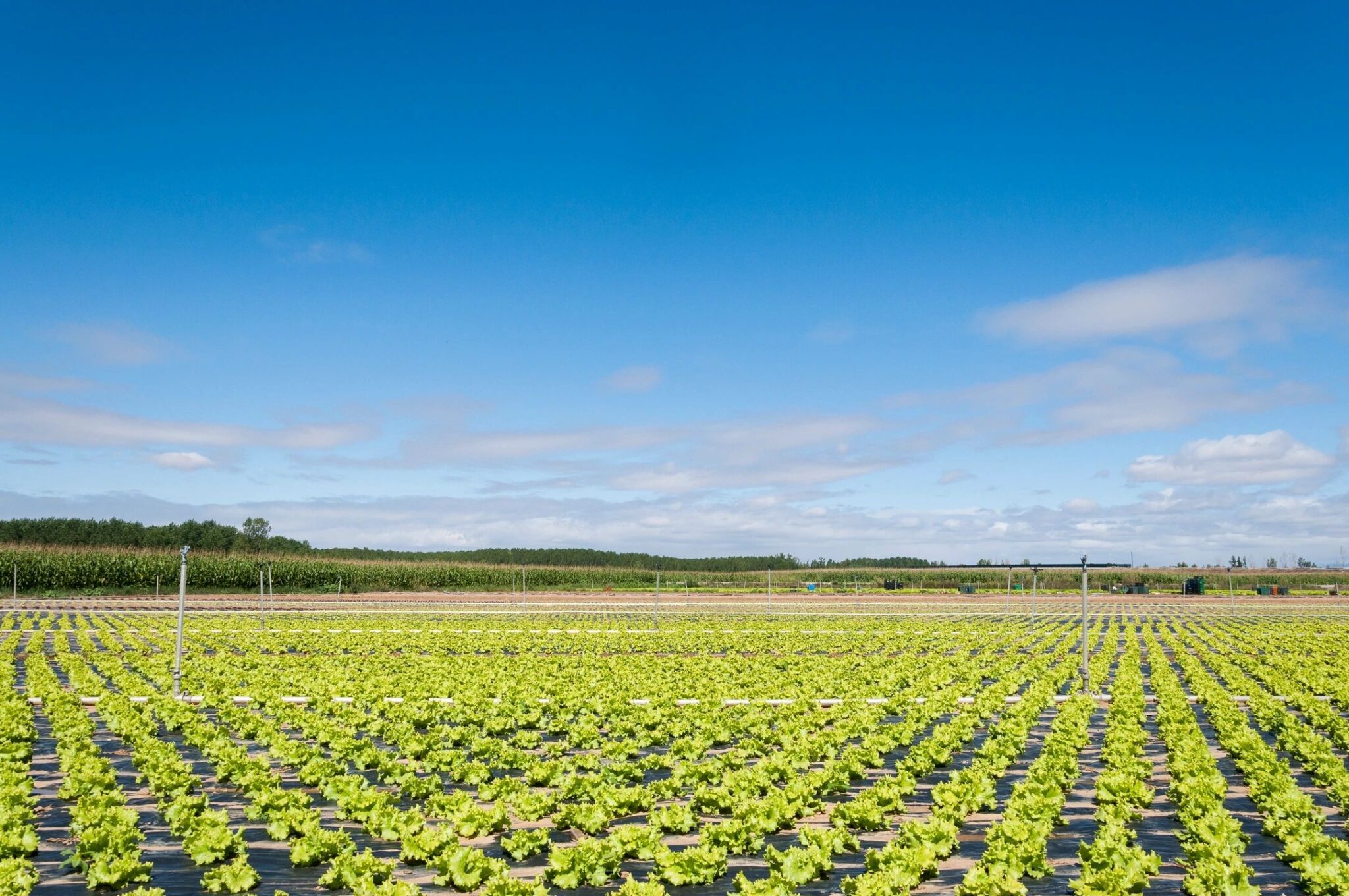 A wide shot of a farm field on a summer's day. Digital agriculture uses emerging technologies to collect crop data that can be used to enhance agricultural outcomes.