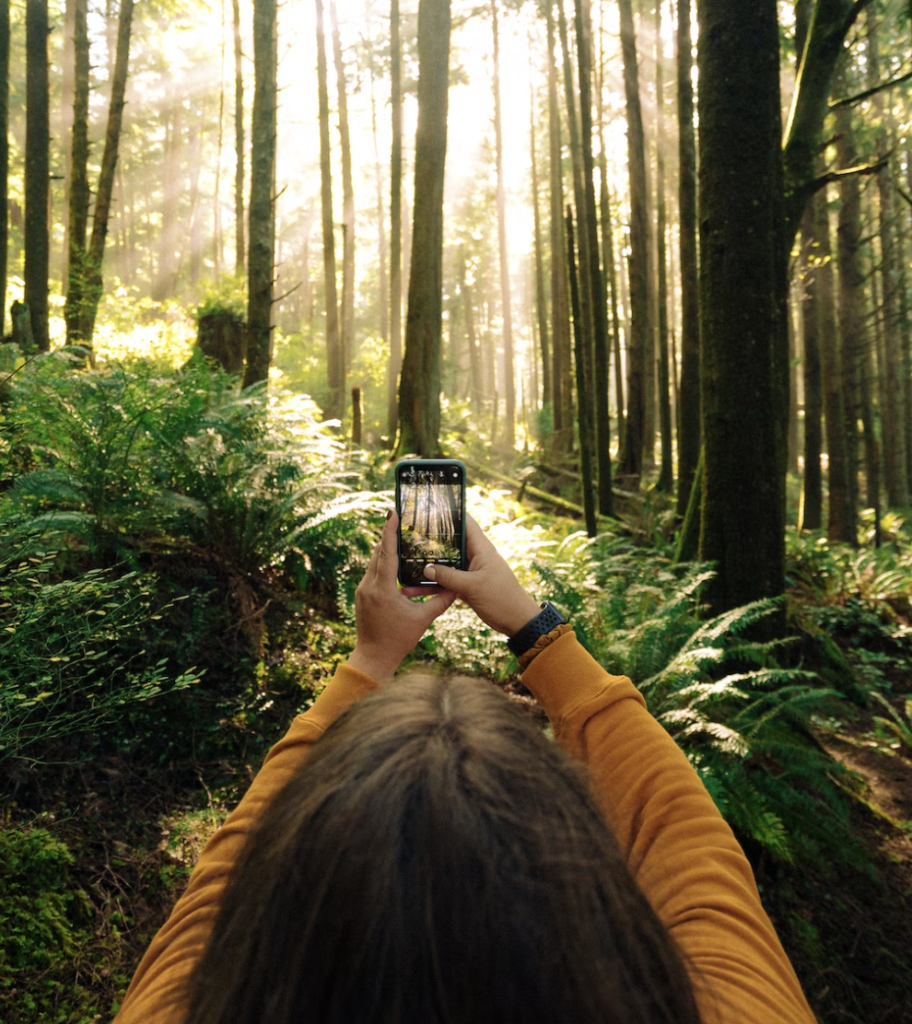 A person holds up a smart phone to photograph trees.