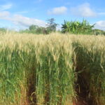 A wheat field in the Mpika District, Muchinga Province, Zambia, showing symptoms of wheat blast during the outbreak of March 2018. Credit: Batiseba Tembo, Zambia Agriculture Research Institute; license CC by 4.0
