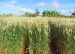 A wheat field in the Mpika District, Muchinga Province, Zambia, showing symptoms of wheat blast during the outbreak of March 2018. Credit: Batiseba Tembo, Zambia Agriculture Research Institute; license CC by 4.0