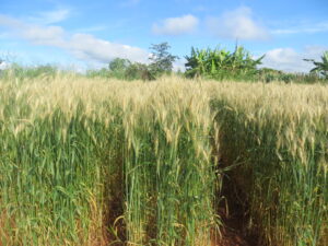 A wheat field in the Mpika District, Muchinga Province, Zambia, showing symptoms of wheat blast during the outbreak of March 2018. Credit: Batiseba Tembo, Zambia Agriculture Research Institute; license CC by 4.0