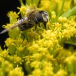 Bee Phenology: How Are Bees Feeling the Heat?