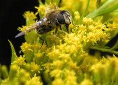 Bee Phenology: How Are Bees Feeling the Heat?