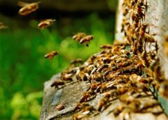 Bee Behavior Affected by Pesticides and Temperature