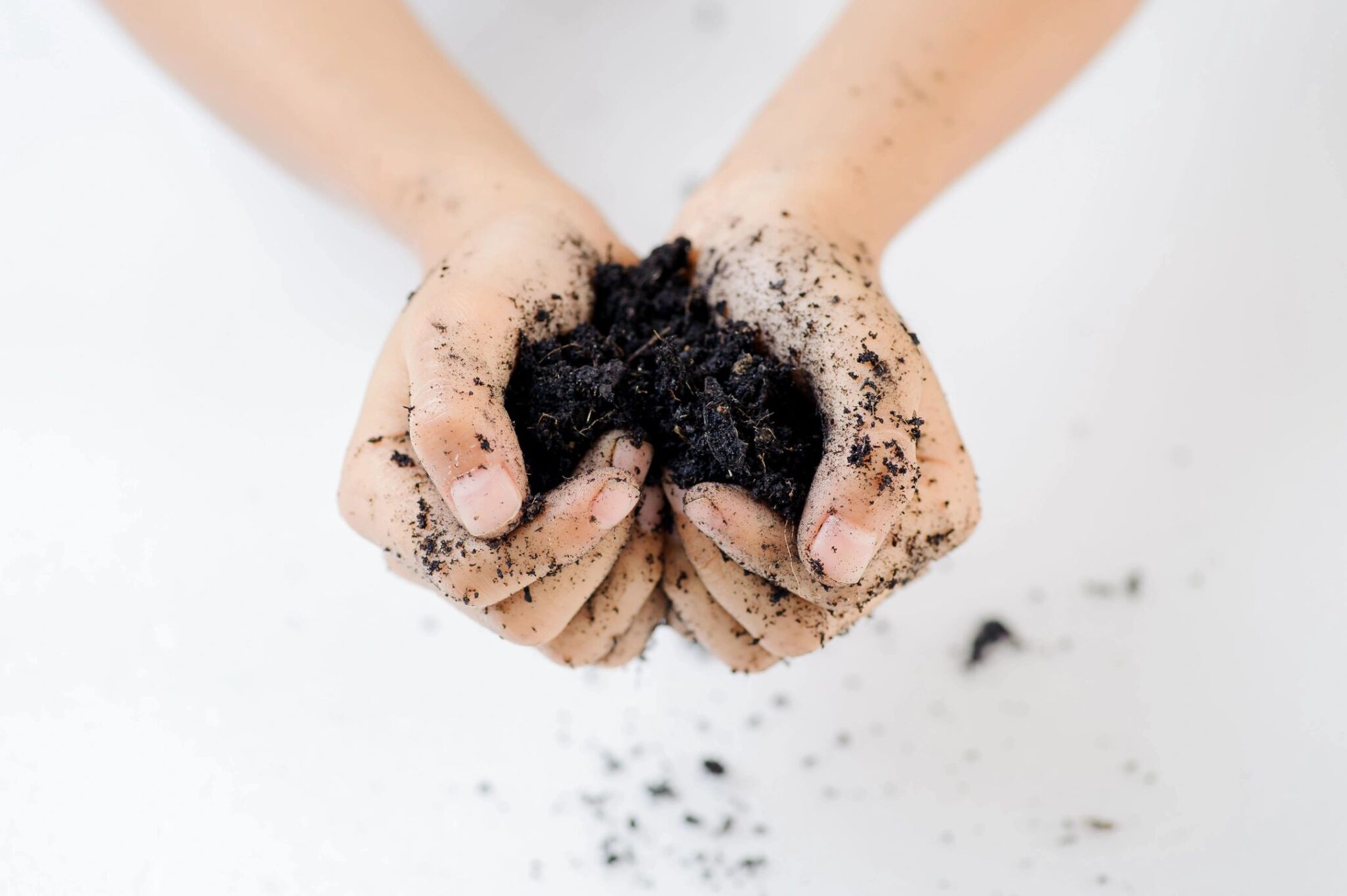 A person's hands cupping a handful of black dirt over a white background