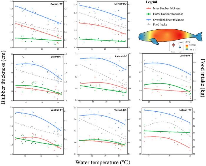 Charts showing changes to inner, outer, and overall blubber thickness in relation to water temperature changes. Findings are explained in the text.