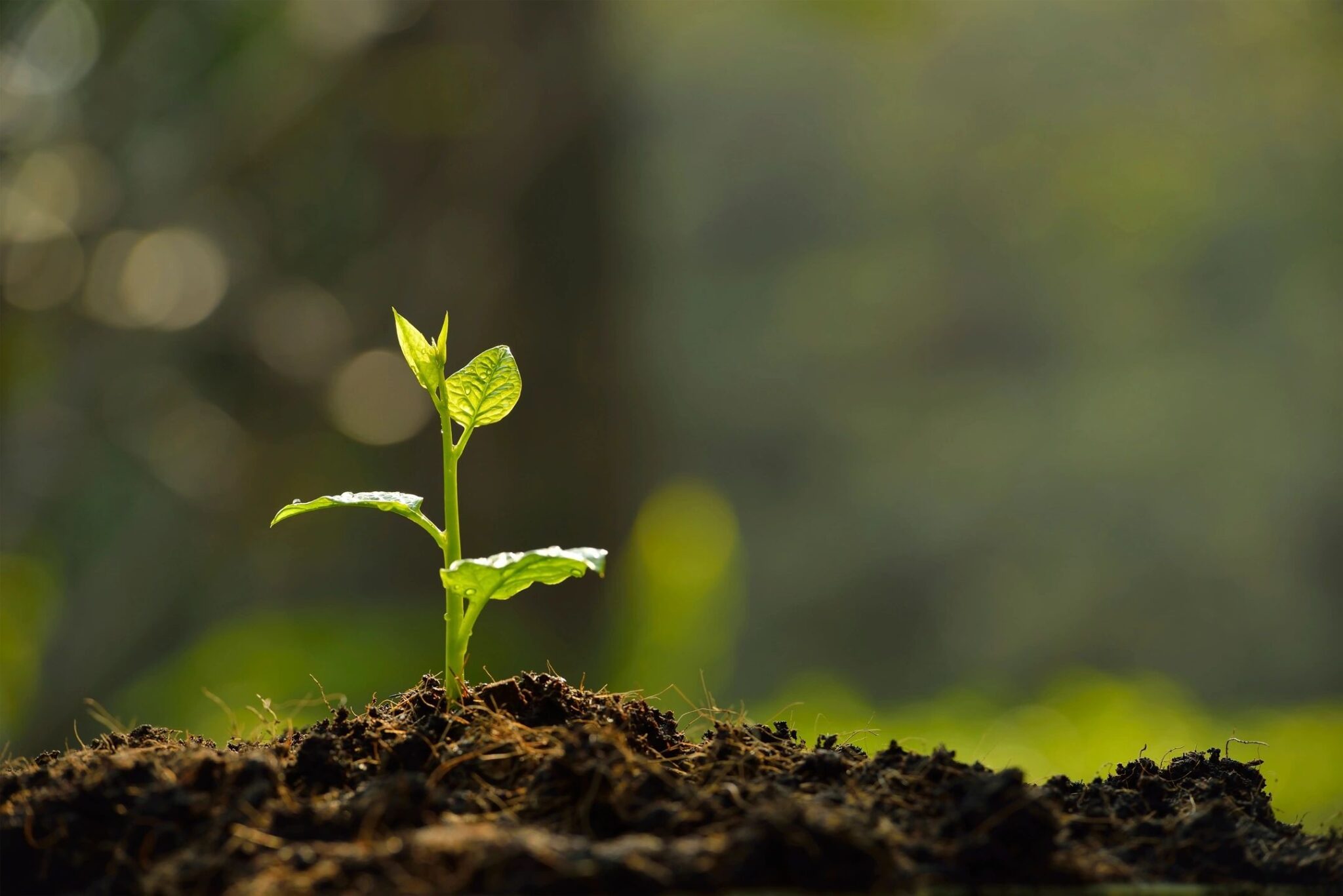 Green plant is sprouting out of dark soil