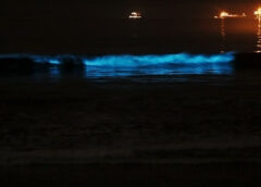 Bioluminescence: Why Dazzling Blue Lights Appear in Water