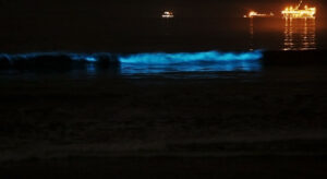 nighttime beach wave lit by an electric blue light running through top of wave