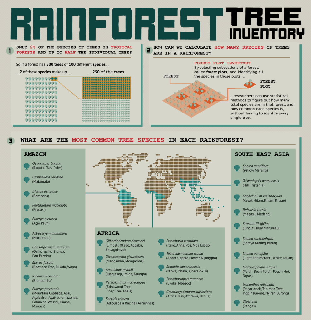 Infographic showing what it looks like for two percent of trees to make up fifty percent of a forest. Then there is a square representing a forest with four smaller highlighted squares inside it to represent a forest plot inventory. Third, there is a map highlighting the three rainforest regions and listing the ten most common tree species in each.
