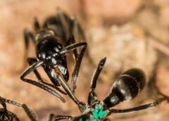 Ant-ibiotics: How Ants Treat Infections