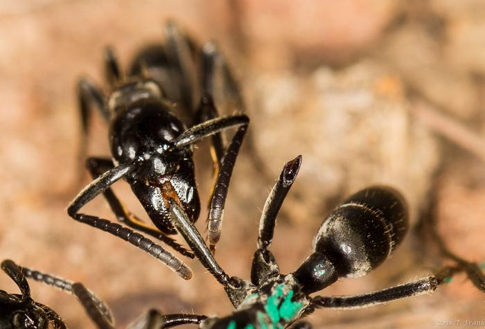 A Matabele ant tends to the wound of a fellow ant whose legs were bitten off in a fight with termites.