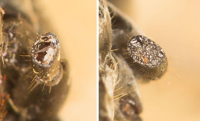 A close-up of an ant's truncated limb before and after treatment. On the left the opening of the wound appears glossy and wet while on the right it is starting to harden and have more solid texture as it seals and heals