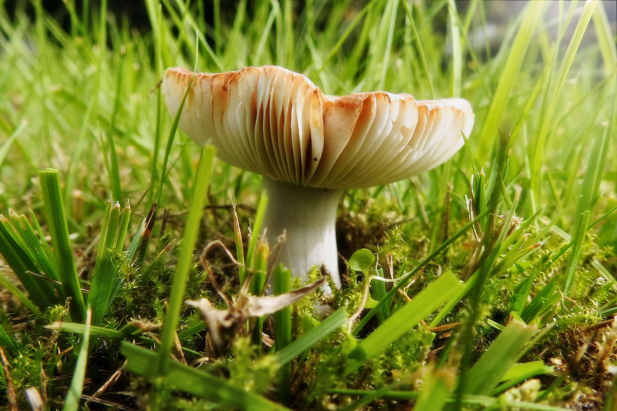 A fungi mushroom with white stem and exposed white gills found in grass