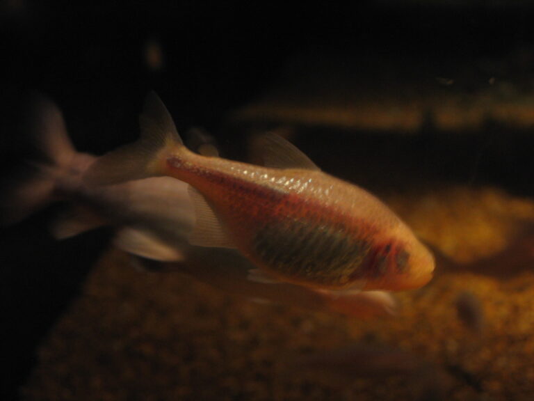 side view of blind cavefish, a fish with taste buds on head and chin