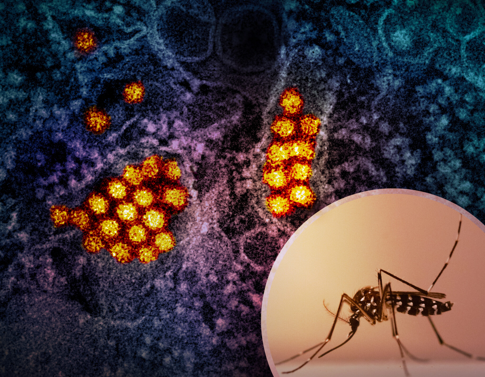 A mix of blue, purple, and yellow pixel-like cells indicating dengue virus particles, with a mosquito in foreground