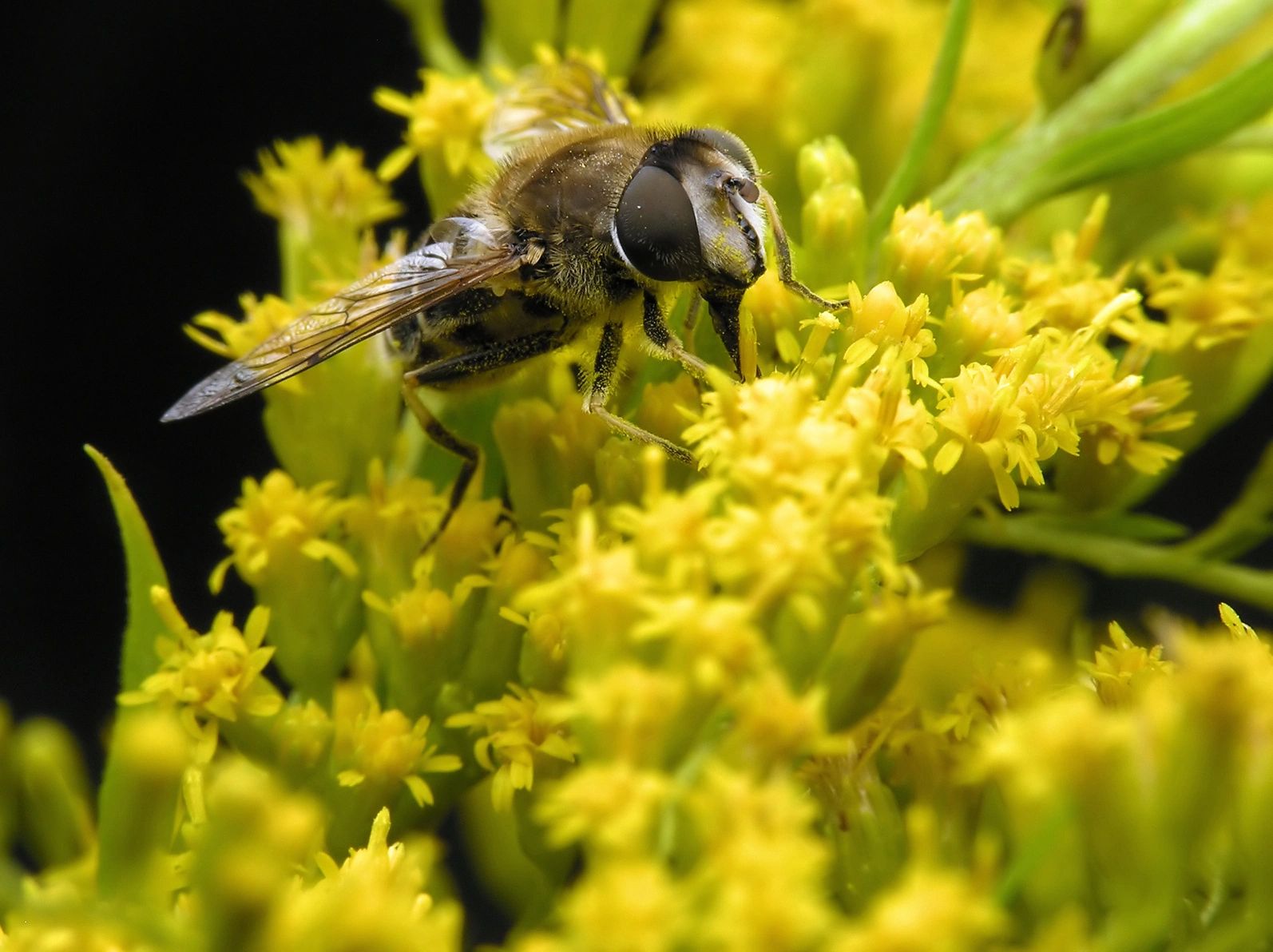 Bee Phenology: How Are Bees Feeling the Heat?