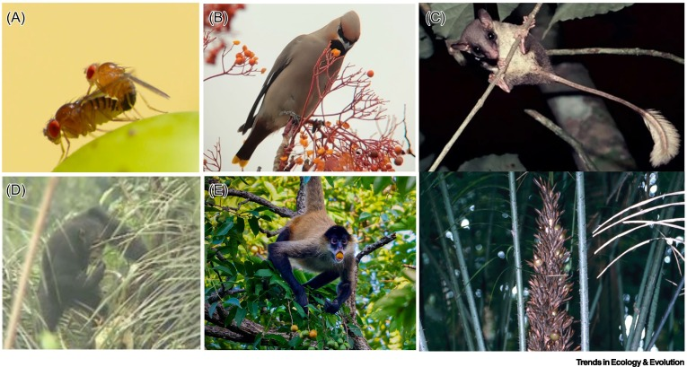 Images of different animals observed to practice alcohol consumption, as described in caption.