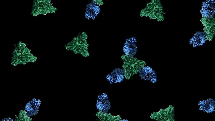 Green triangles and blue ovals on a black background shows the antibody and measles fusion glycoprotein used in new measles treatment