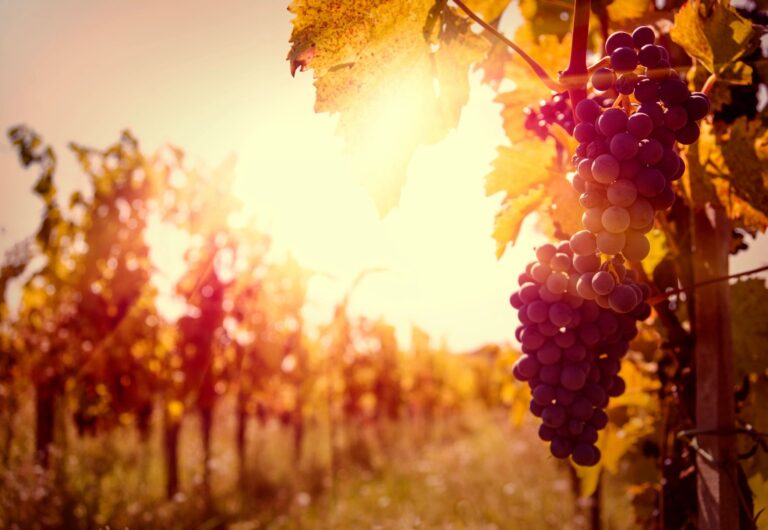 grapes in a vineyard to signify that alcohol consumption can be sourced by non-human animals from fermenting fruit