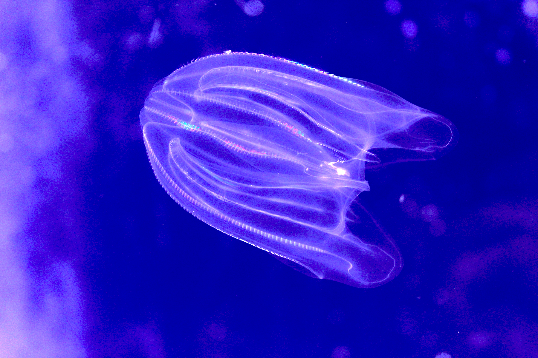 Is It a Monster? Alien? Nope, It’s Fused Comb Jellies