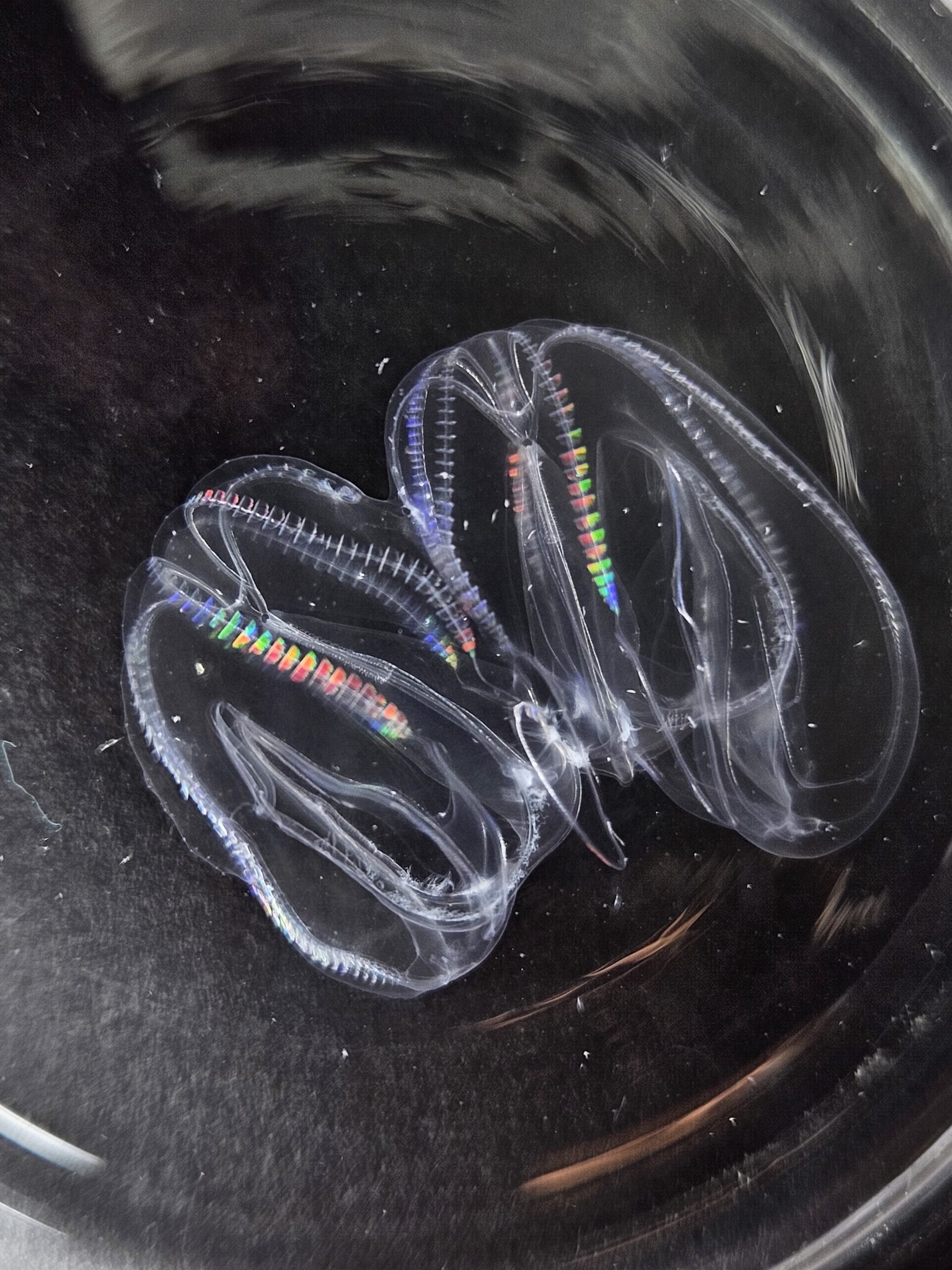 Microscopic view of comb jellies fused together on one side