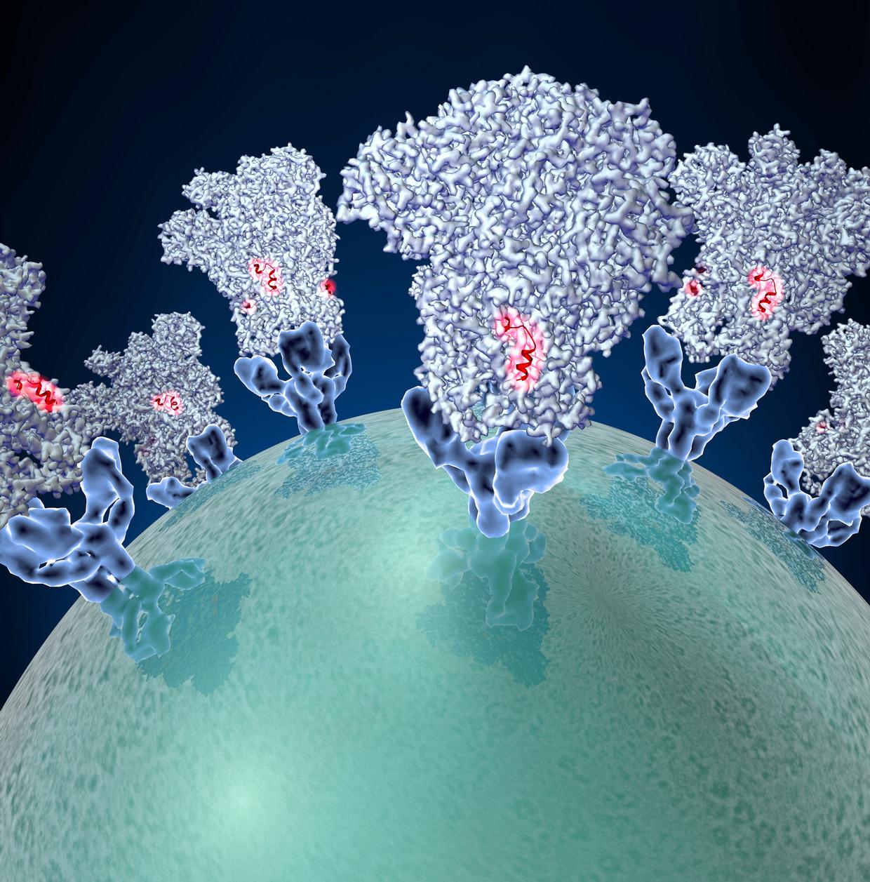 Nanoparticle Vaccine Created for Better Immune Response