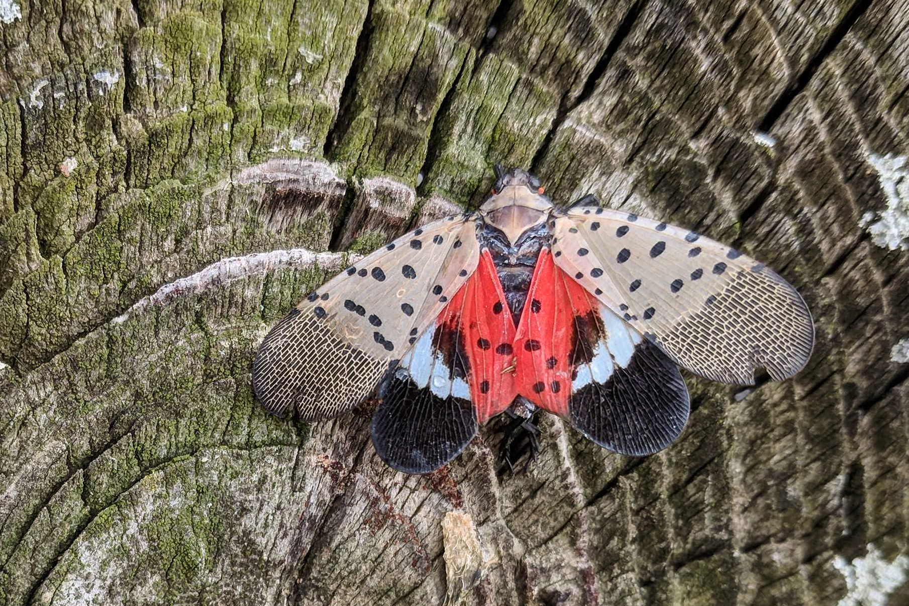 adult of invasive species spotted lanternfly rests on a tree trunk with outer spotted wings splayed out to show inner red wings with black spots and black and white edges