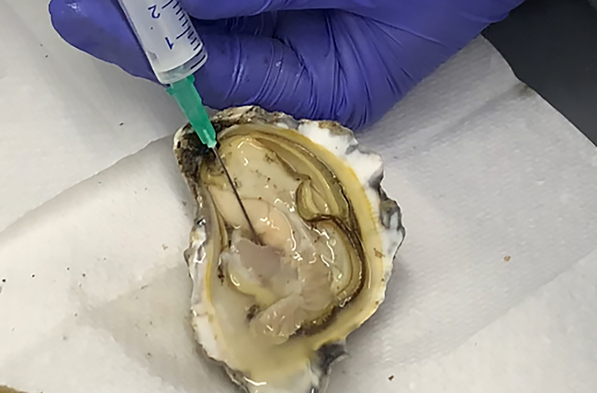 Lab setting where an oyster has a needle in its flesh for extraction as part of antibiotic research against superbugs