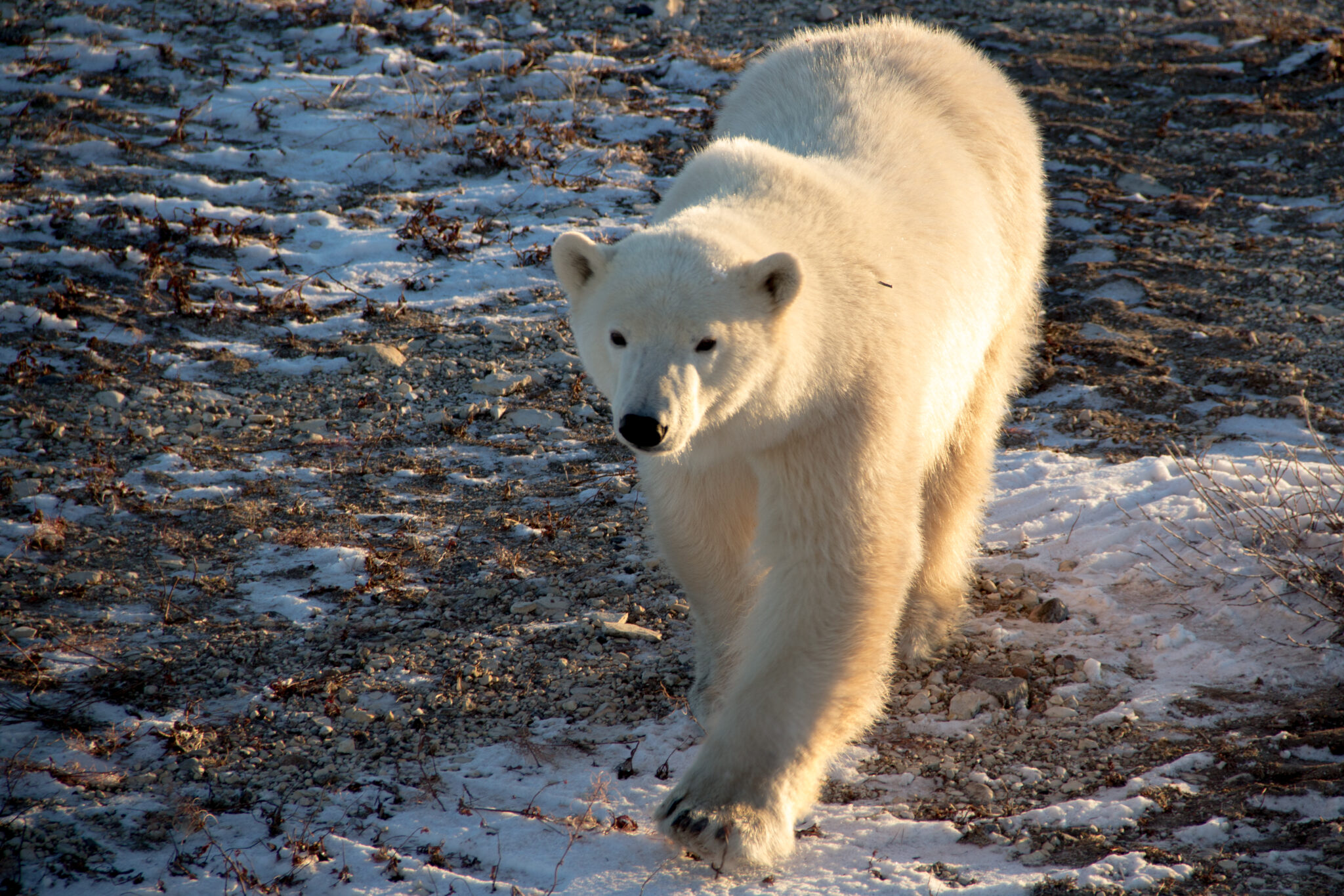 Wild polar bear walking on land due to increasing sea ice loss