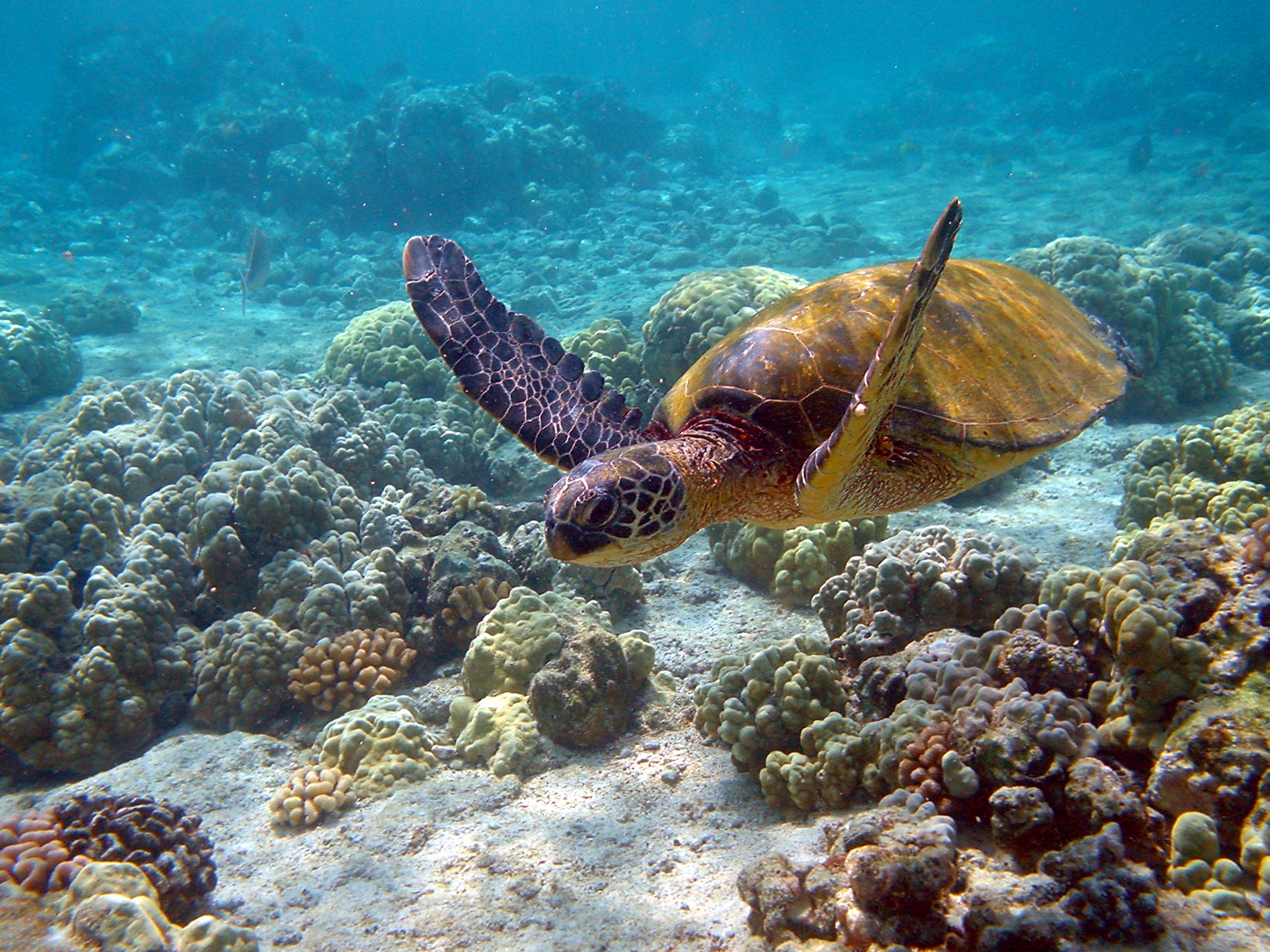 sea turtle conservation efforts made easier by more data on turtles' movements after hatching, here is a green turtle swimming above sand and coral
