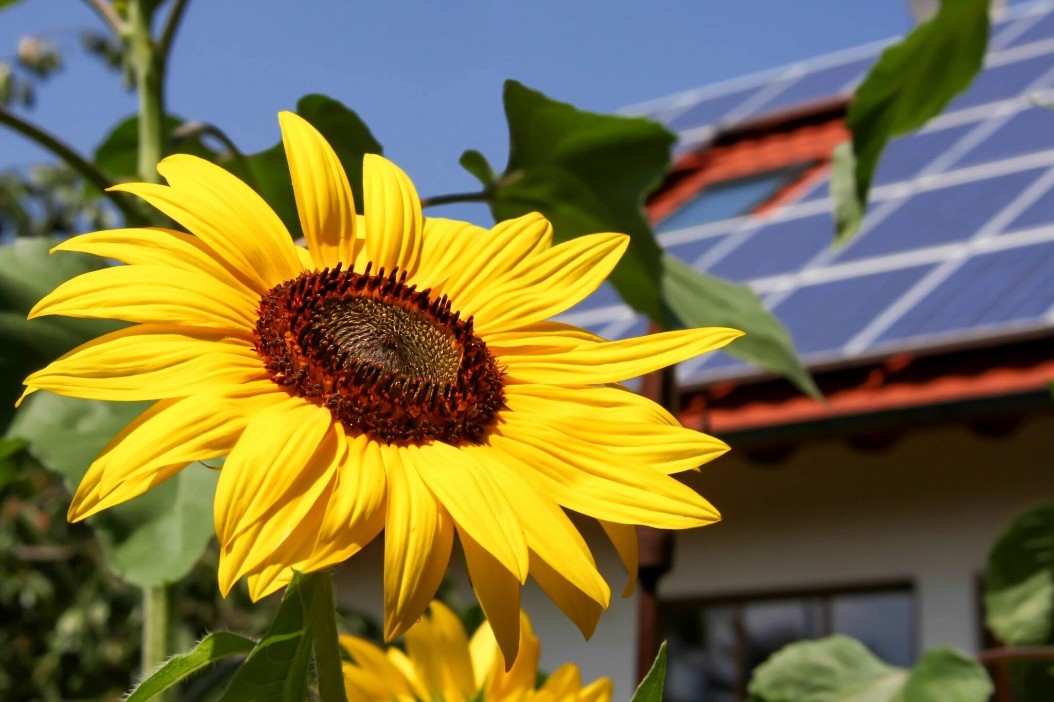 closeup of sunflower with a solar-paneled roof in background to show the benefits of recycling solar panels