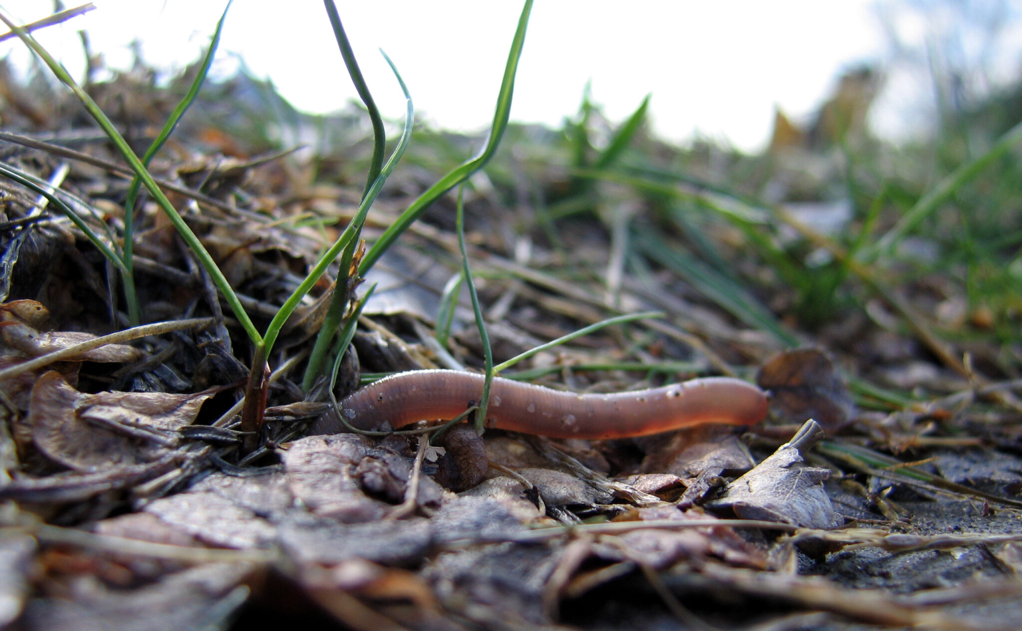 close-up of an earthworm in natural setting, among dead leaves and sprigs of grass. Changing the earthworm's diet is an innovation in protein upcycling.