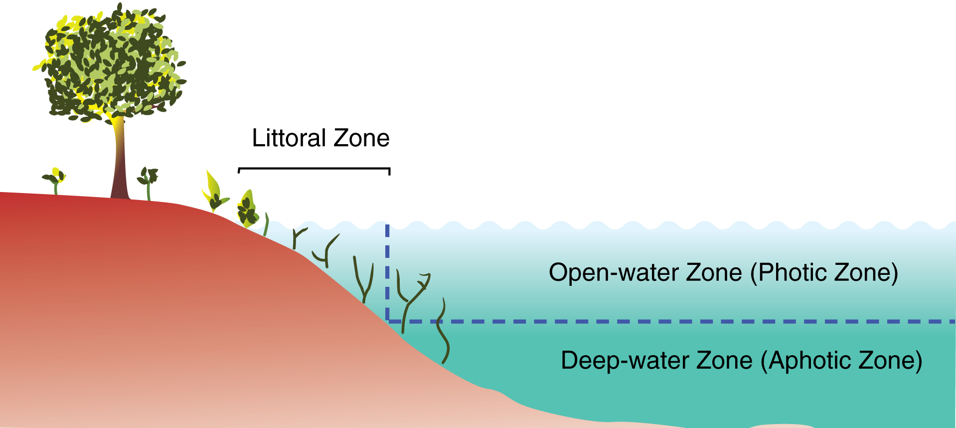 line drawing of a tree on a shore, then land curves down into open water zone (photic zone) covered in water and even deeper into deep-water zone (aphotic zone). The area where land first curves down has underwater and above-water plants and is labeled Littoral zone.